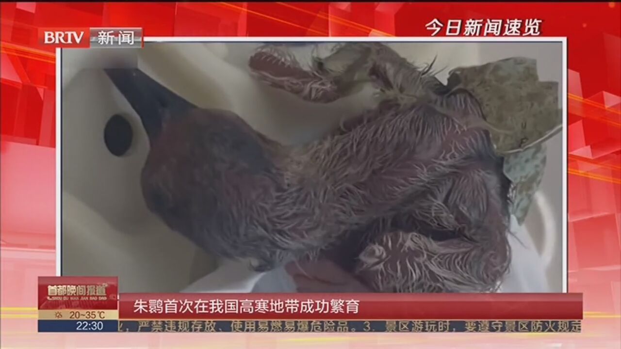 朱鹮首次在我国高寒地带成功繁育