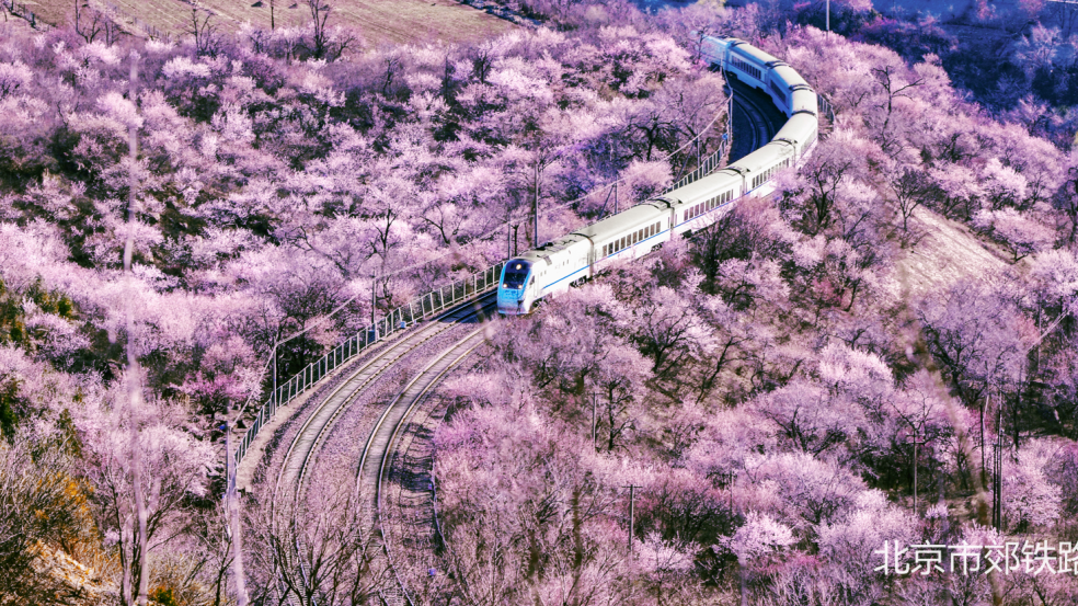“开往春天的列车”明起每日开行七对,满足市民徜徉“花海”出行需求 “开往春天的列车”明起每日开行七对,满足市民徜徉“花海”出行需求