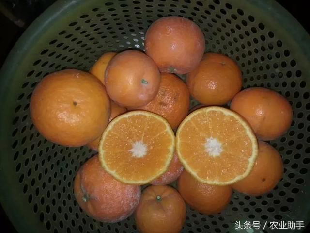 果农注意了,无核沃柑将取代有核沃柑?