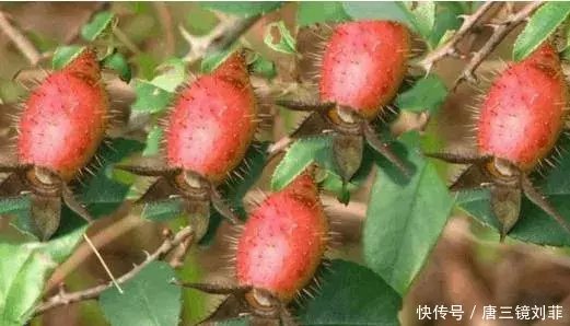 金樱子根泡酒的功效,金樱子泡酒最佳方法