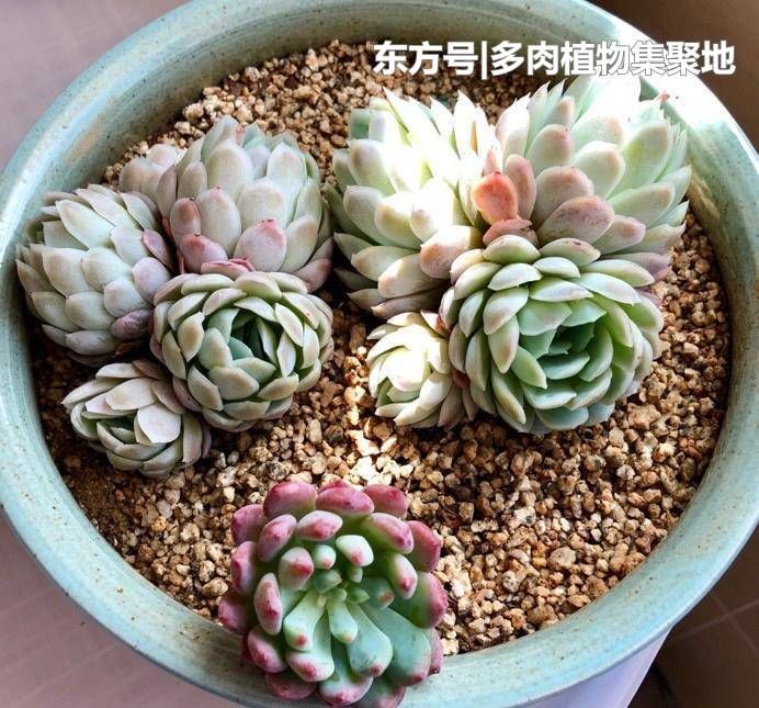 很多果皮可以用来当肥料,放多肉植物上,能给足