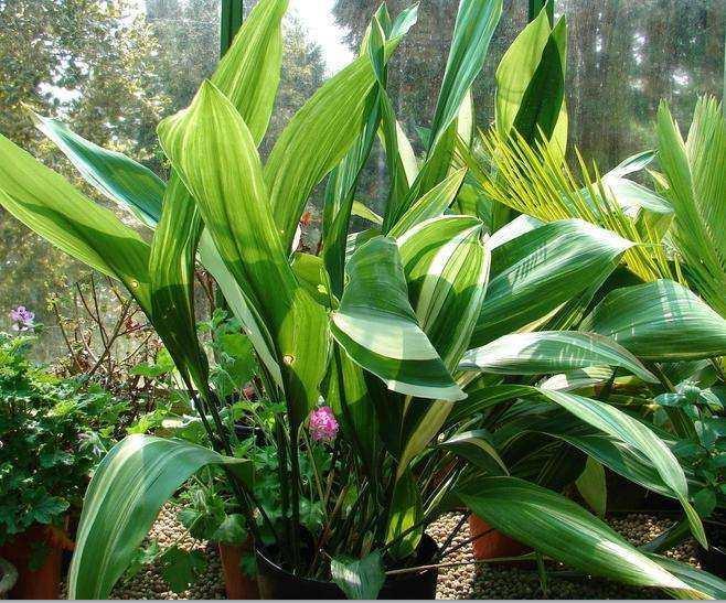 一叶兰又名蜘蛛抱蛋,能活血散瘀,补虚止咳,有助治跌打损伤腰痛 一叶兰又名蜘蛛抱蛋,能活血散瘀,补虚止咳,有助治跌打损伤腰痛