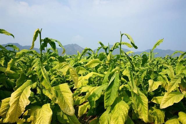 这家公司光交的税,都是阿里巴巴营收的7倍,如