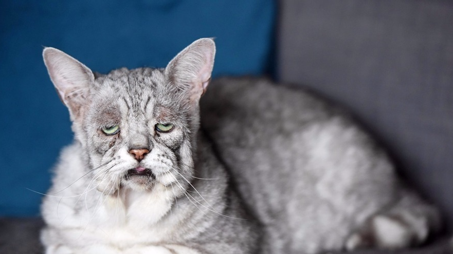 好丧啊!英国猫咪患“松皮症” 面部下垂满面愁容 好丧啊!英国猫咪患“松皮症” 面部下垂满面愁容