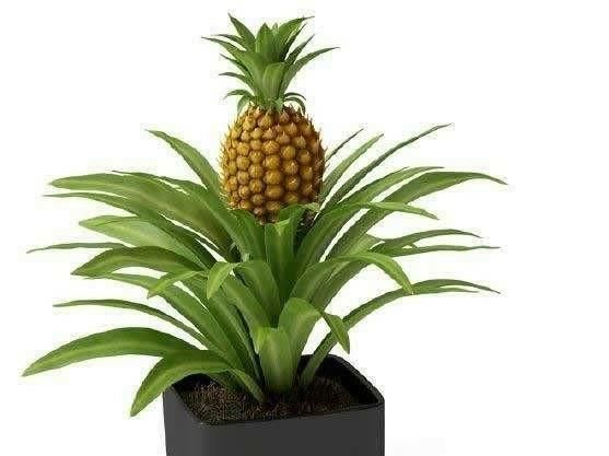完菠萝先别急!留下菠萝头当盆栽,即是盆景有可