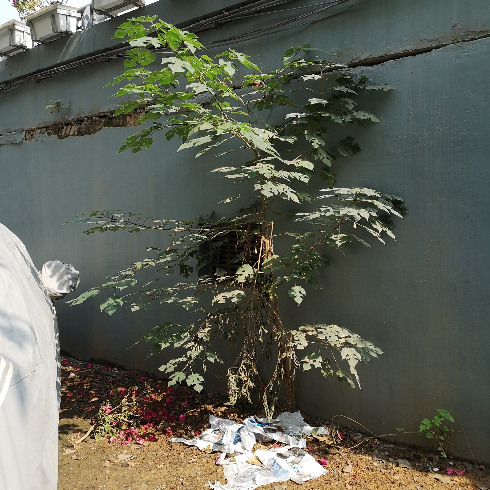 武汉汉阳区晴川桥侧长杂树显裂缝