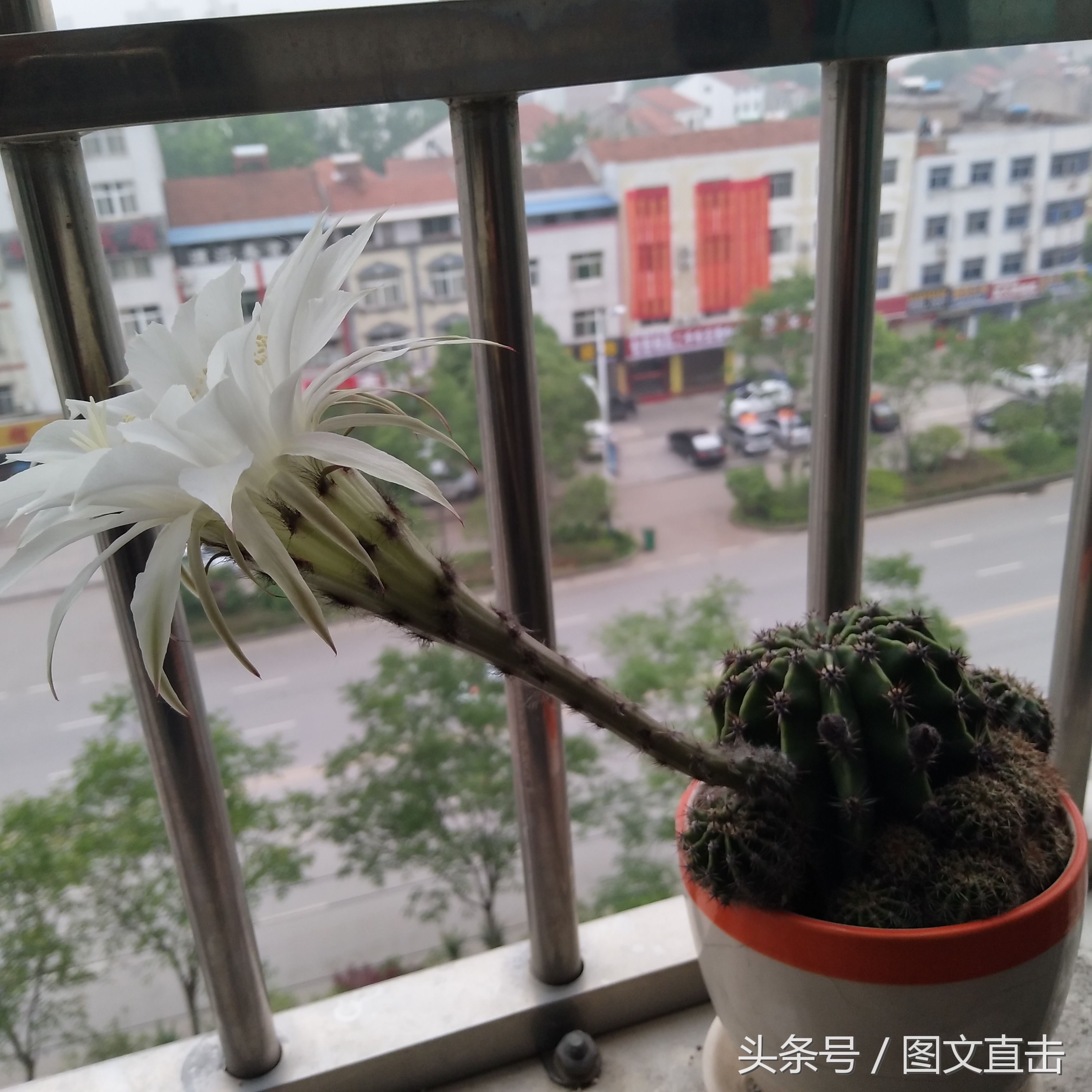 父亲说仙人球开花一定发财,我种的仙人球开花