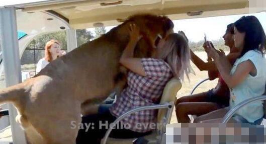 但就在8周前，同样在这家动物园，一名女子就遭到过狮子的袭击，女子被咬伤胳膊。