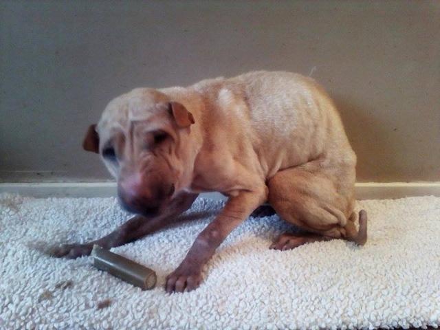 这些沙皮狗遭主人虐待，有的绳子勒进肉里有的瘦剩十几斤