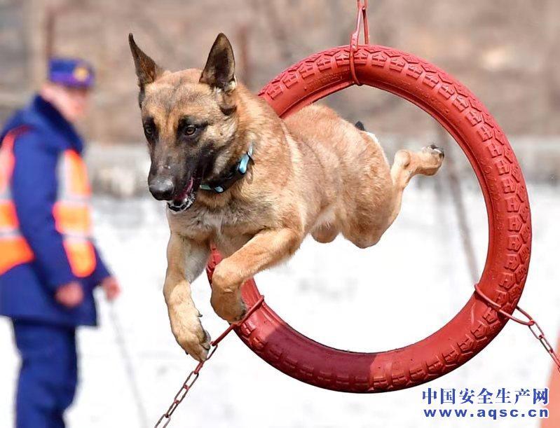 河南省消防救援队伍举行第四届搜救犬比武竞赛
