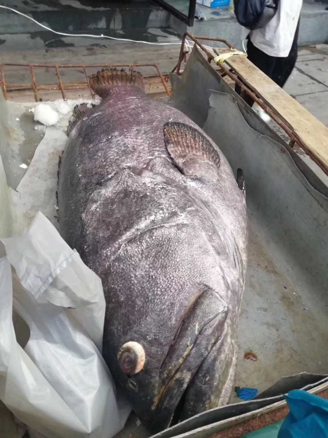 饭店里来了一条200斤大鱼 两个男人抬不动