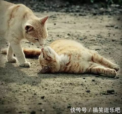 笑话段子搞笑图片:流氓不可怕,就怕流氓有文化