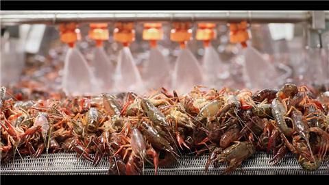 养殖龙虾PK野生龙虾,哪个食品安全更可靠?