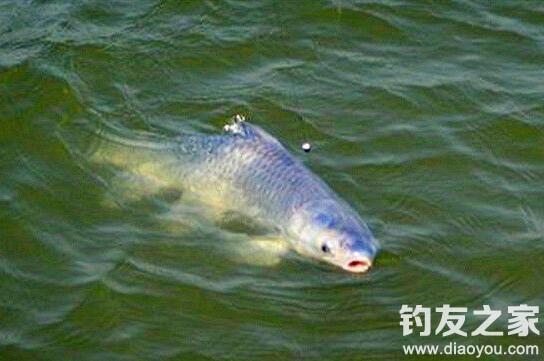 黑坑池塘爽钓青鱼技巧