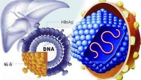 协和肝病医院专家解疑乙肝表面抗体和核心抗体