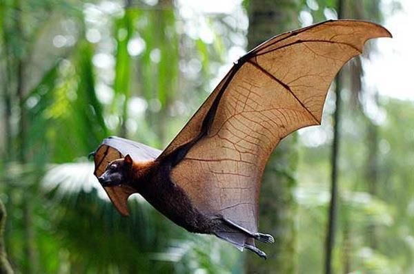 菲律宾居民本以为捕获了巨型吸血蝙蝠,结果发现这竟是一只猴子