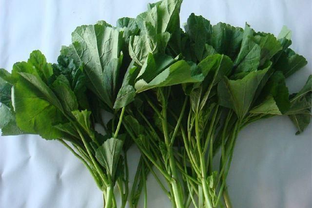 农村这种马蹄菜,除了营养价值高,还有消肿止痛的功效