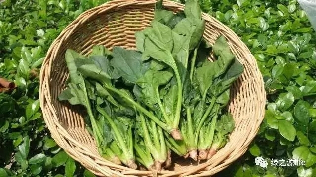 成都安琪儿月子酒店 助你恢复辣妈身材