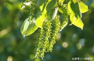 春天满天飞的杨絮,泰安人叫什么?