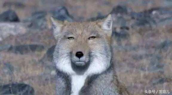 趣科普|藏狐自带表情包,生存技能开挂