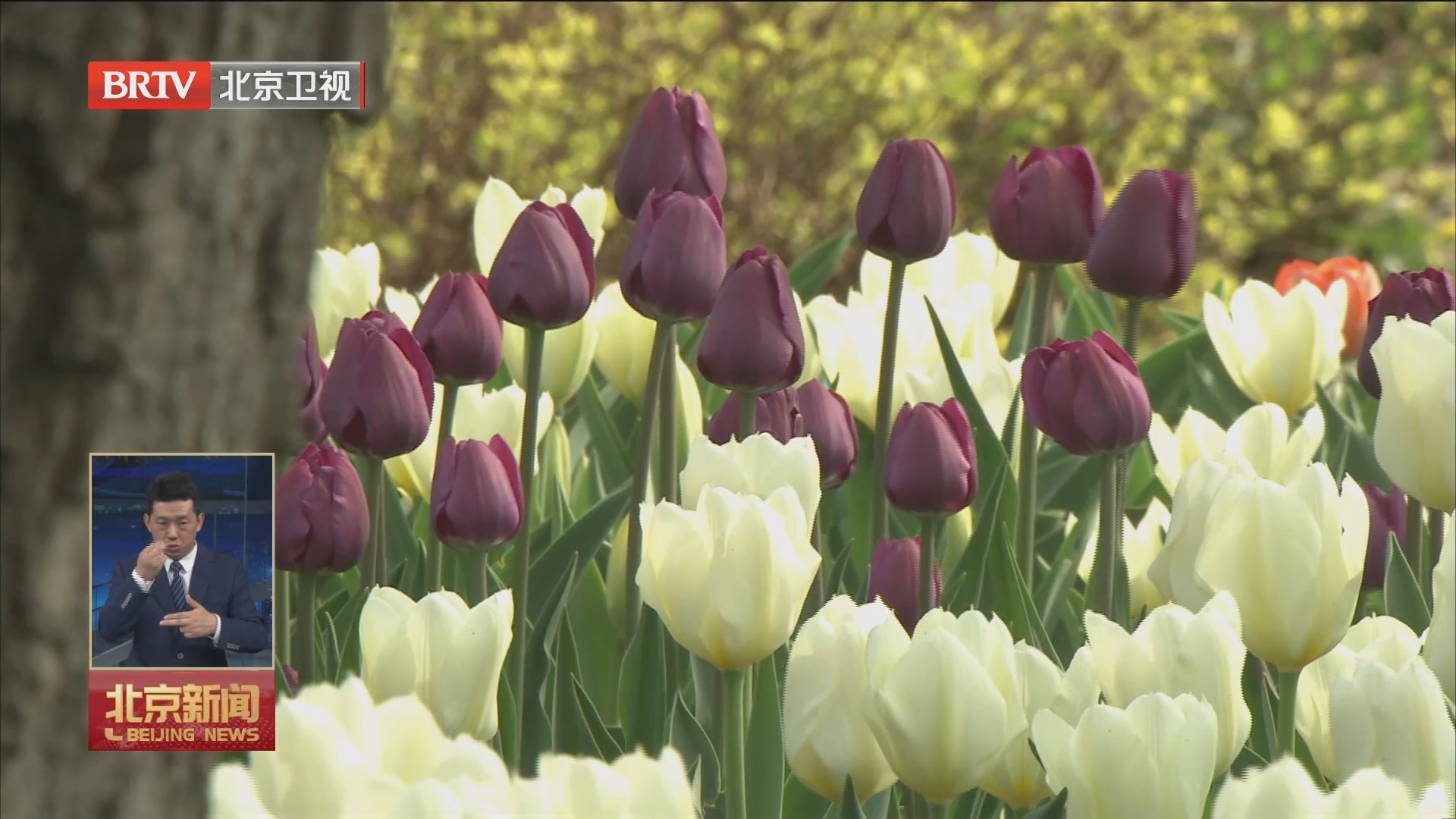 行走在春天里丨北京国际鲜花港近200万株郁金香现花海盛景_北京时间