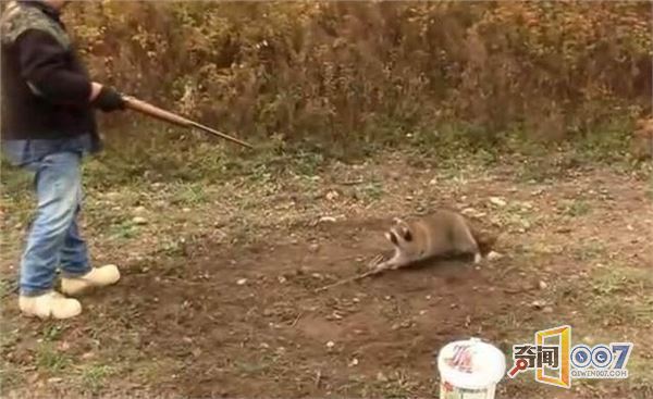 小浣熊跪拜向猎人求饶 仍被人类爆头枪杀 小浣熊跪拜向猎人求饶 仍被人类爆头枪杀