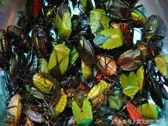 云南:超级奇葩的美食臭屁虫!还有苹果的味道!