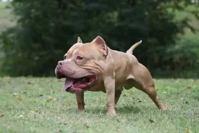 假如动物没有脖子是什么样子的?第一张就笑喷了哈哈哈