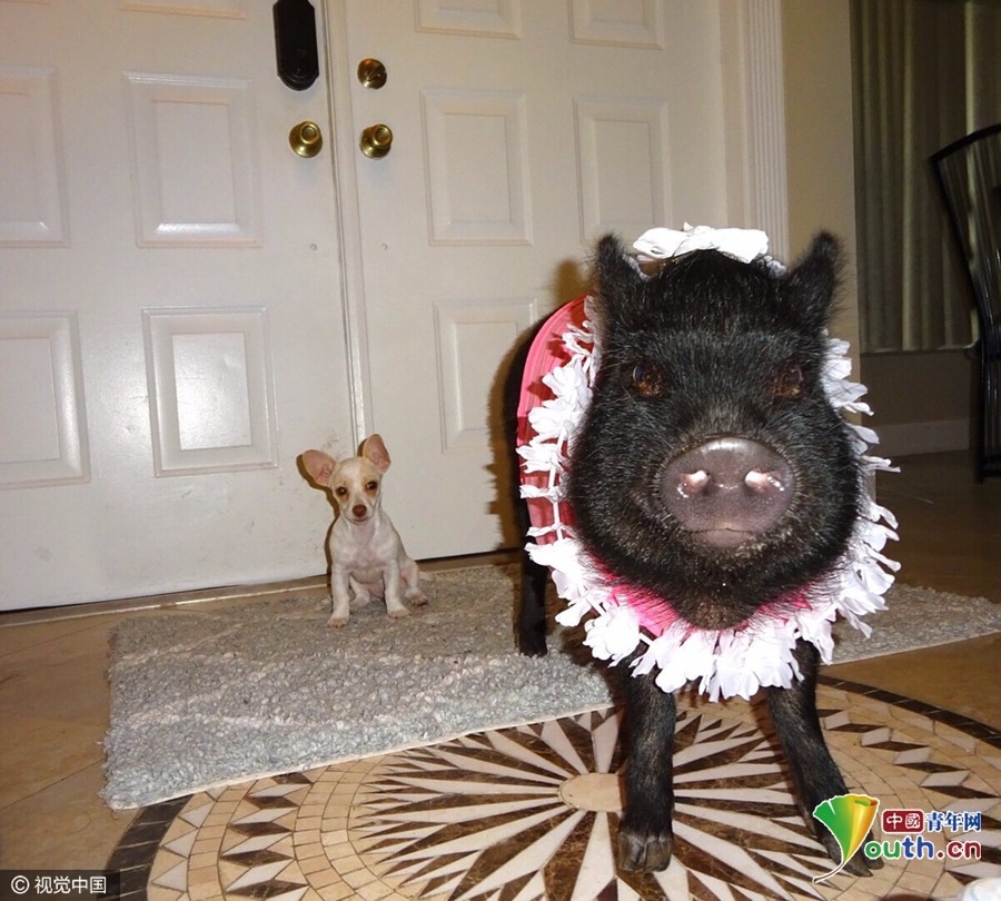 美国宠物猪穿衣打扮逗人乐 时髦撩人样样行