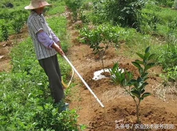 怎样修剪柑橘幼年树