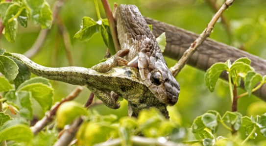 肯尼亚蛇生吞变色龙,生死就在一瞬间