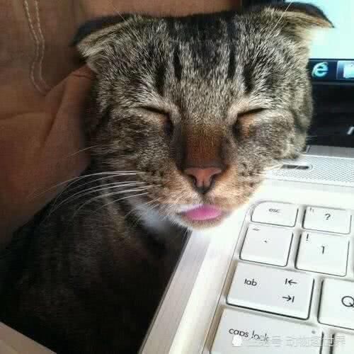 家里小奶猫打扰工作,我是应该停下来吸猫呢?还