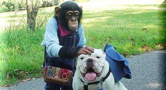 日本NTV节目《天才！志村动物园》在12日节目的结尾，回顾了小庞与詹姆斯的片段，希望詹姆斯安息。