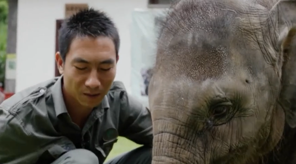 首届中国全媒体公益年会:《自然守望者》第一集《象爸》 首届中国全媒体公益年会:《自然守望者》第一集《象爸》