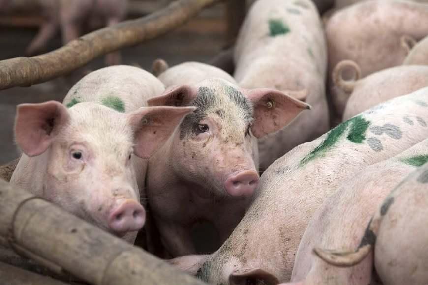 猪价暴跌,猪肉比白菜便宜,这背后的隐情,到底是