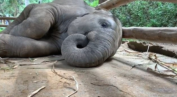 有趣!泰幼象睡觉时发出奇怪鼾声令人发笑