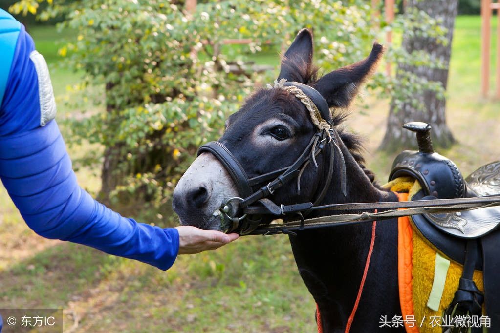 农村常说的草驴十年买,叫驴十年卖,嘛意思?有