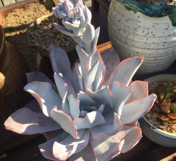 多肉植物夏天怎麼澆水比較好 選擇這個時間 多肉呼呼長 雪花新闻 多肉植物夏天怎麼澆水比較好 選擇這個時間 多肉呼呼長 雪花新闻