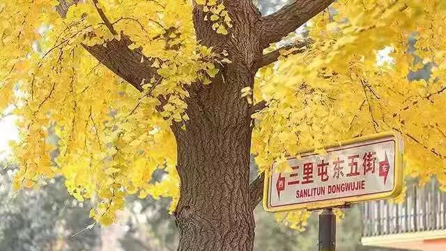 【北京秋意特辑】秋天散步在北平的这些街道 犹如身处人间的天堂