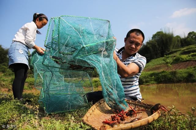 春天到了,外出郊游时如何捕捉野生小龙虾?都需要注意哪些问题?