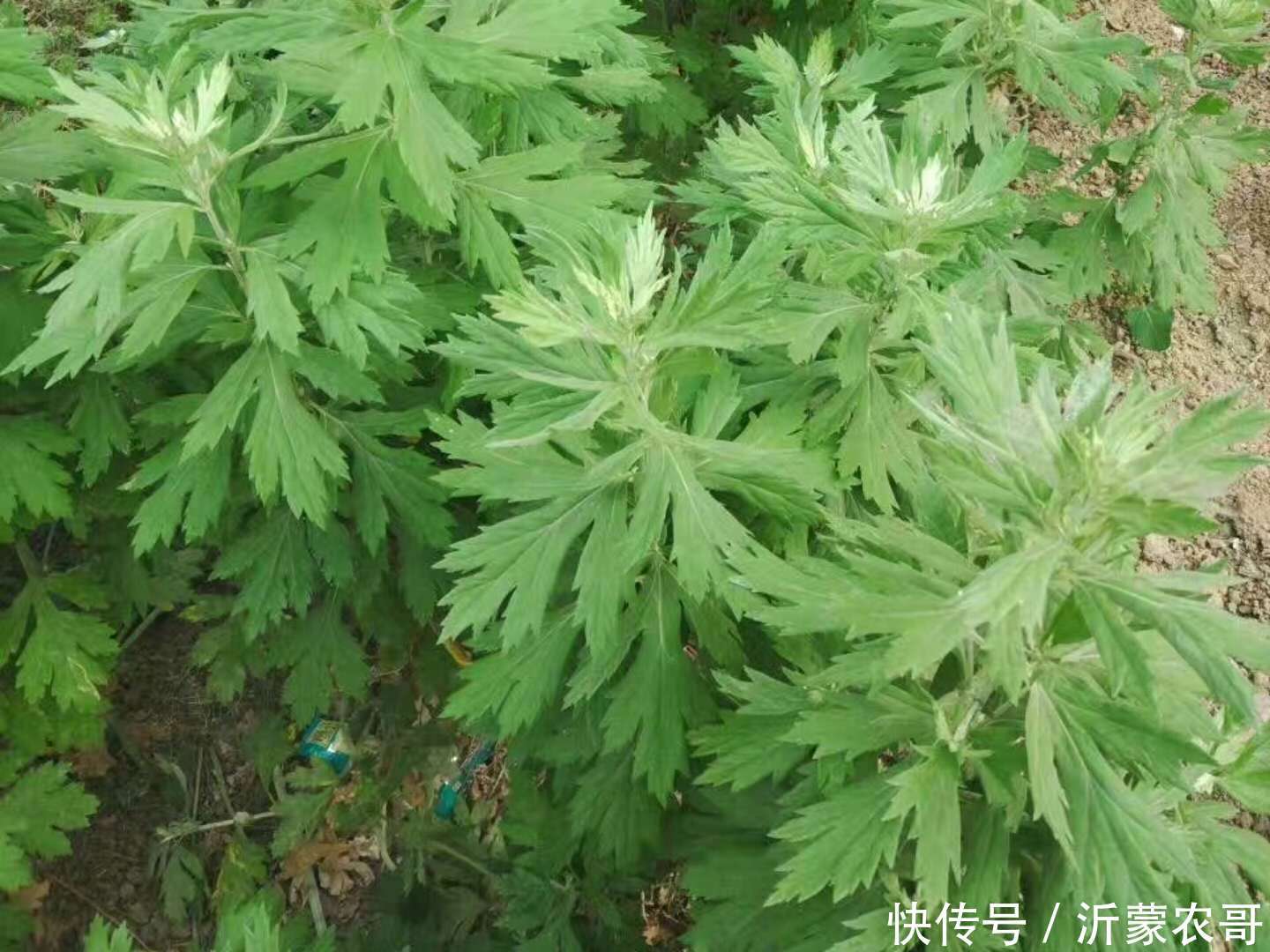 农村天然中草药,白蒿艾蒿青蒿,很多人分不清楚