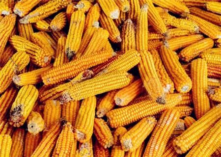 2018-2019年玉米价格预测:价格会上涨吗?多少