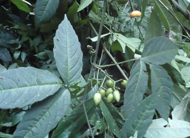 农村这种野草被称为"民间灵药",可抗癌提神,市场上700元一斤