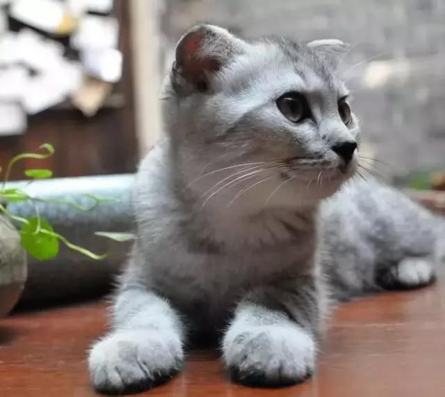 最适合夏季旅游的8个城市,你去过几个?