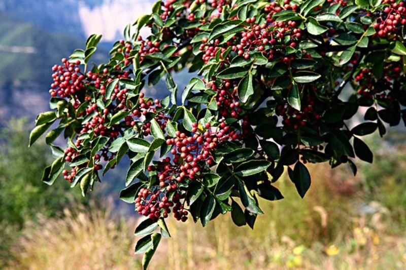 2018种植行业什么最有前景,花椒种植比较的不
