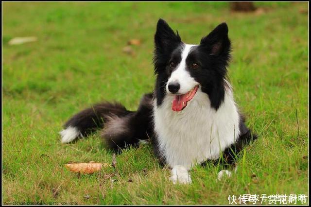 十大最适合家养的狗狗排行,你的家里最适合养