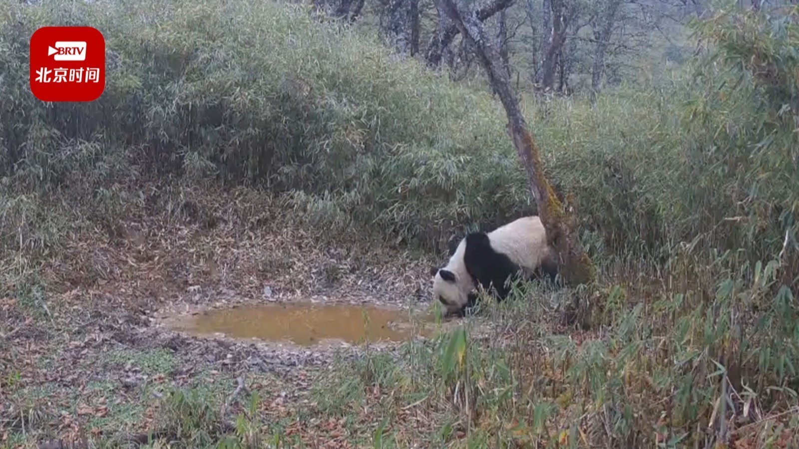 吨~吨~吨~野生大熊猫喝水被拍啦