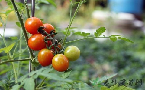 小西红柿含糖量高吗
