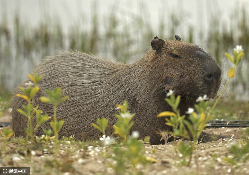 水豚性喜静，不爱戏耍，行动迟缓，但遇到危险则迅速跳进水中逃跑，被称为没有尾巴的大老鼠。