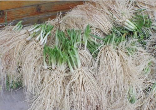 农村的这种壮阳草,很多人只吃叶子,没想到根的用处这么大